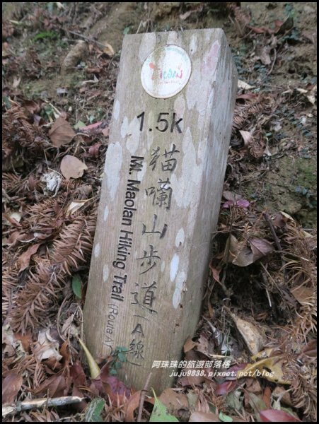 南投。日月潭向山自行車道繽紛落羽松。貓囒山浪漫紅葉步道504392