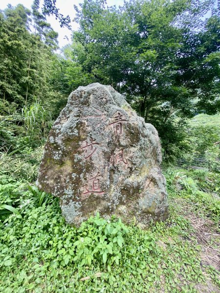 《陽明山的山林片刻｜沿著青春嶺路走向山野的綠意》2939244