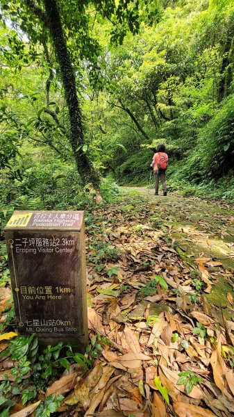 百拉卡公路人車分道菜公坑山賞花趣2120325