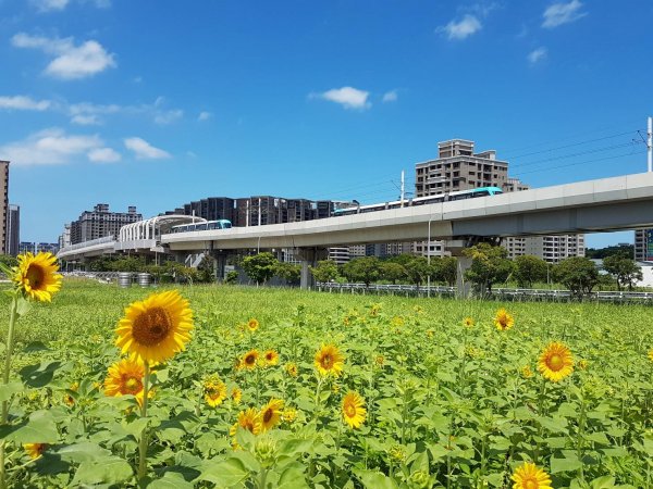 【新聞】千朵向日葵、百日草大綻放! 新北稼日蒔光花海期間限定！