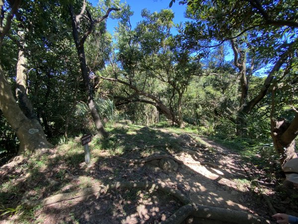 2025微笑山線大縱走尋寶集章任務-Ep.02【大棟山系】百年大榕樹2882273