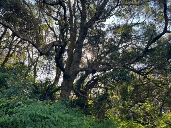 幸福五感森林癒2694318