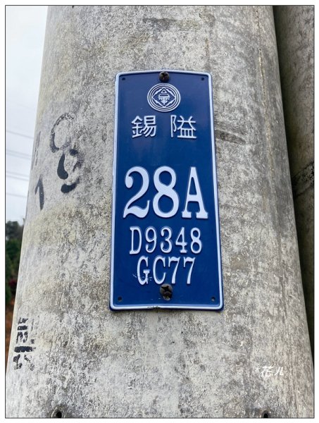 三灣落羽松秘境2676765