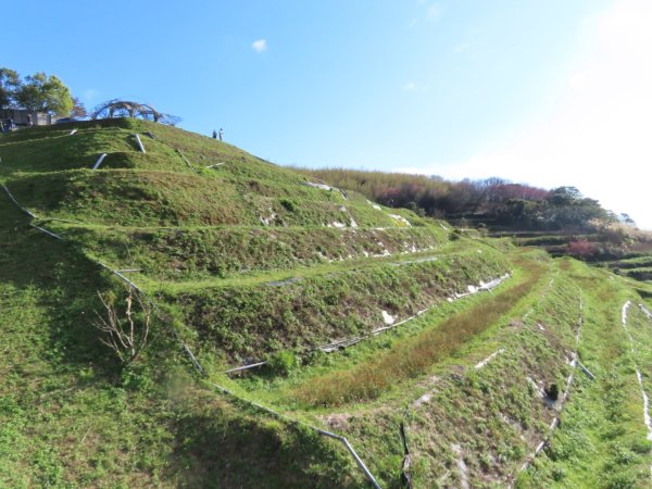 ［鵝尾山水田稻浪棧橋］+炮仗花（2024/1/29）2417401