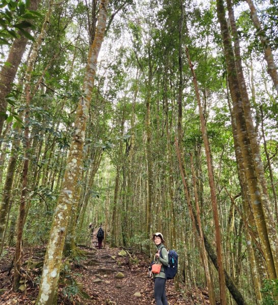 【中級山】谷關七雄八仙山2745080