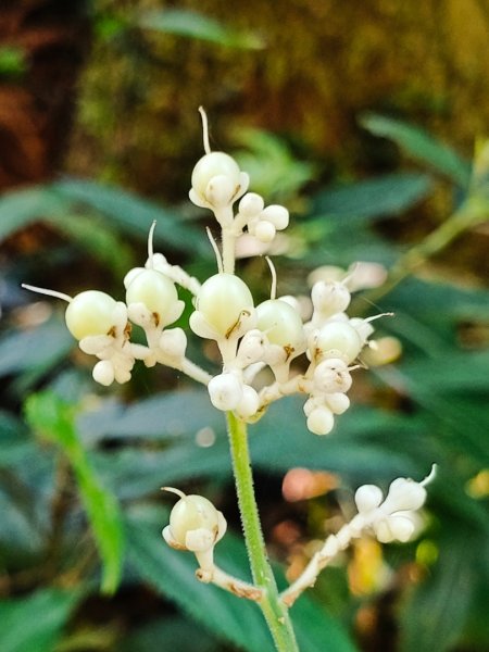 貴妃那結P 型縱走11310122621971