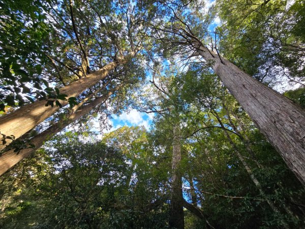 大雪山國家森林遊樂區賞楓／看神木／賞雪白山頭／賞大景2974302