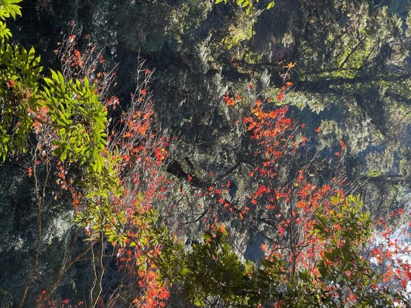 20241221 霞喀羅二天一夜露營賞楓2711941