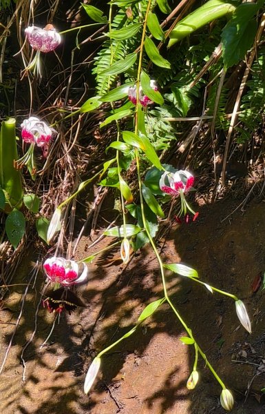 雲山水花鳥蝶-天龍國阿伯的日常 #艷紅鹿子百合 #大鳳蝶 #玉帶鳳蝶2863969