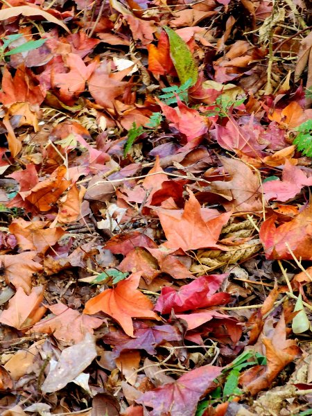 小百岳集起來-馬那邦山2181276