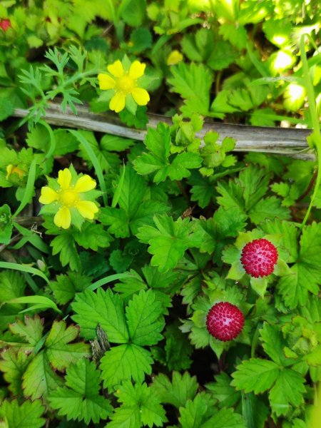 淡蘭北2+1逆走二刷2772779