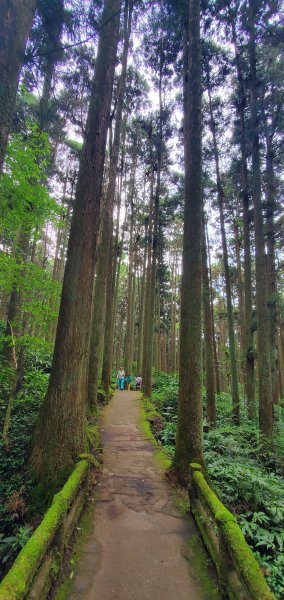 2024-05-19溪頭自然教育園區2508017