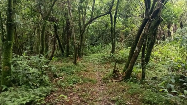 雙溪區豎旗山北稜線-豎旗山-豎旗山南峰-烏山尖-鄒家古厝-保成坑口站O型3071251