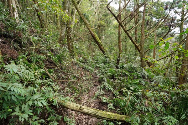 新北 烏來 大桶山、火燒樟山2728798
