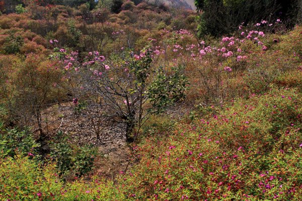 【臺南~楠西】梅嶺賞梅二~梅峰古道1247064