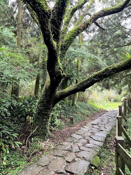 【臺北大縱走第三段】小油坑→風櫃口 之 天雨路滑小孩還特別多2178619