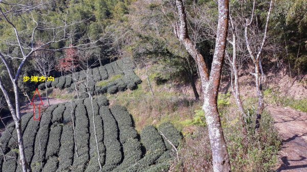 步道巡訪員│四大天王山步道二月巡訪日誌820770