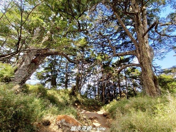 【高雄桃源】朝聖壯闊山景之南橫三星。 編號72百岳~塔關山登山步道2096664