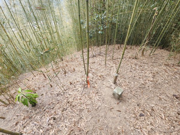 20260224雞隆山、八角林山、上果作園山3023636