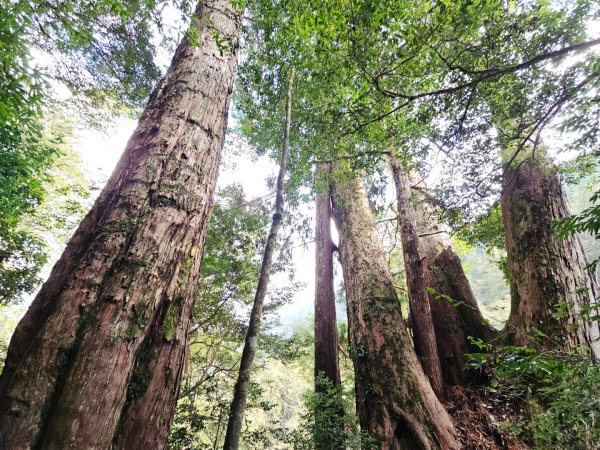 鎮西堡巨木群步道(B區)-(新竹)臺灣百大必訪步道3007837