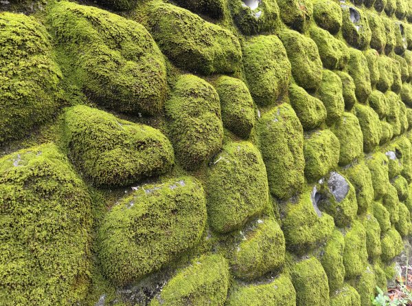 [樟之細路_第一大段RSA06] 2026_0329 打牛崎古道3027168