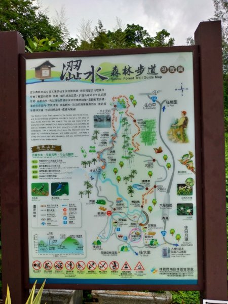 澀水森林步道O型1716383
