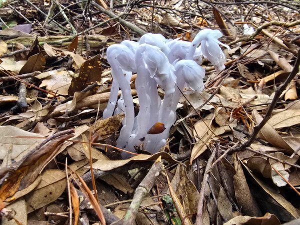 橫嶺山／沙蓮山／笛吹山O繞2787693