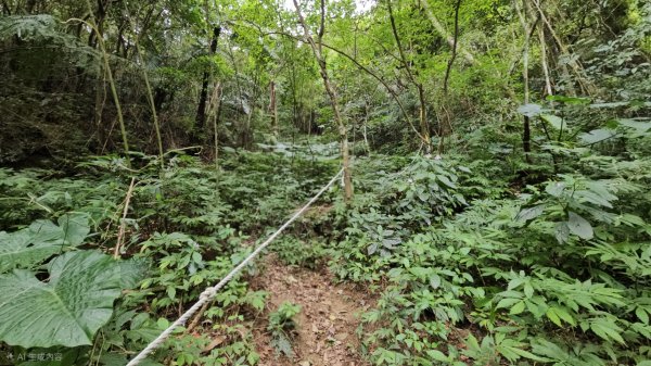 20260112月扇湖山&四分子古道O走+烏塗溪步道2986508