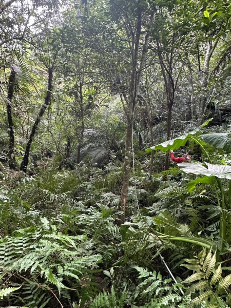 20250105隆盛山-煤渣山-雙溪口山主東峰-排寮尖-十八重溪山2683219