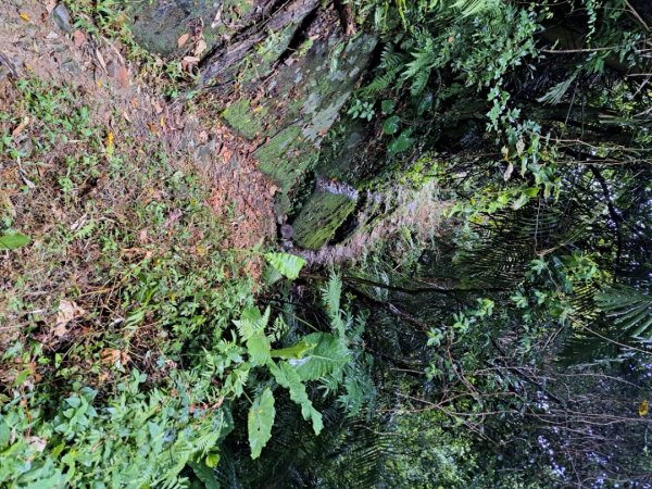 新北五寮尖登山步道3103272