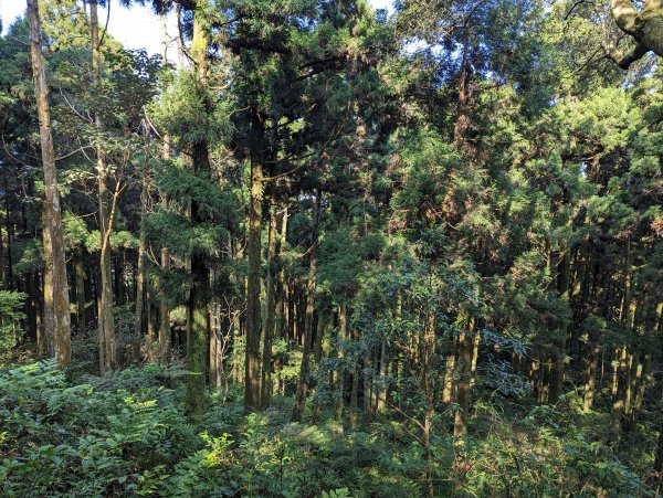 2023-04-03 東眼山自導式步道2792650