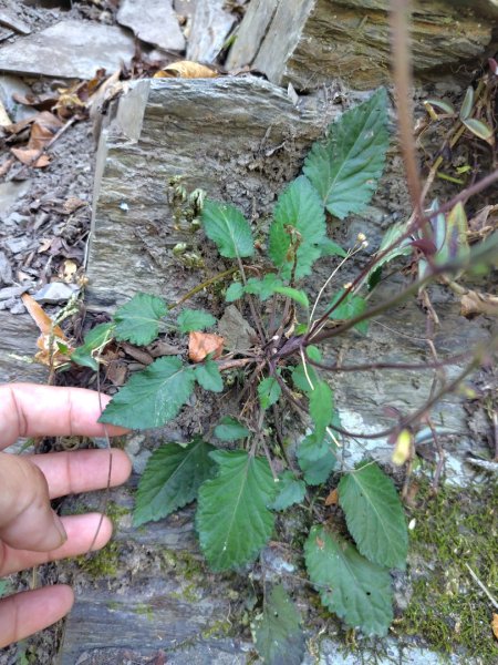 朝聖橋-射鹿部落-高燕部落-旗鹽山-排雲瀑布-沙拉灣瀑布2771035