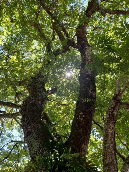 新竹 五峰 觀霧國家森林遊樂區 大鹿林道西線 榛山步道2811372