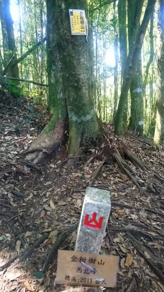 金柑樹山、金柑樹山西北峰、嶺頭山東峰、嶺頭山4山連走1606932