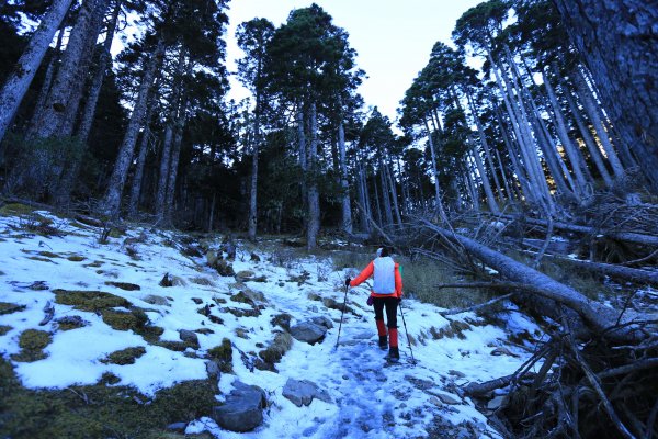 雪山‧甘木林山1250019