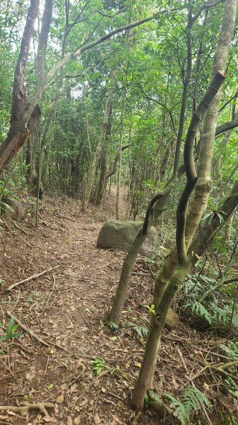 2025-01232淡蘭古道北二段(燦光寮古道到澳底)2696672