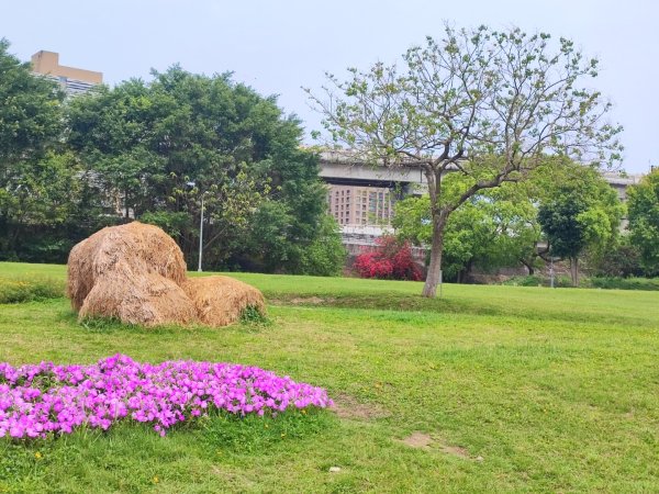 2024年臺北大縱走第八段：捷運動物園站至捷運關渡站2471084