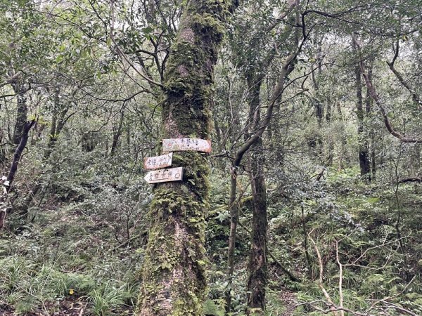 卡保逐鹿山毛欅2935507