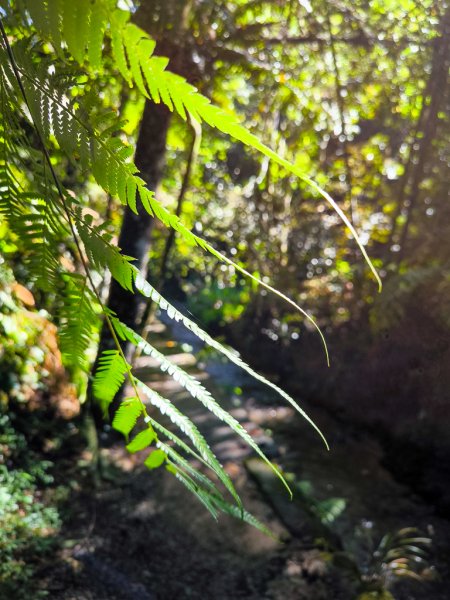 2024-08-22 澀水森林步道2578368