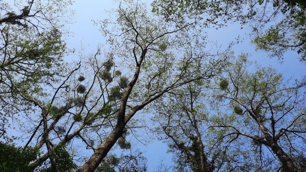 《台中》訪一葉蘭｜大雪山210林道（船型山林道）上烏石坑山202304122111378