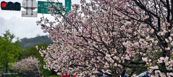 陽明山趴趴走 - 賞櫻花 3/72729266