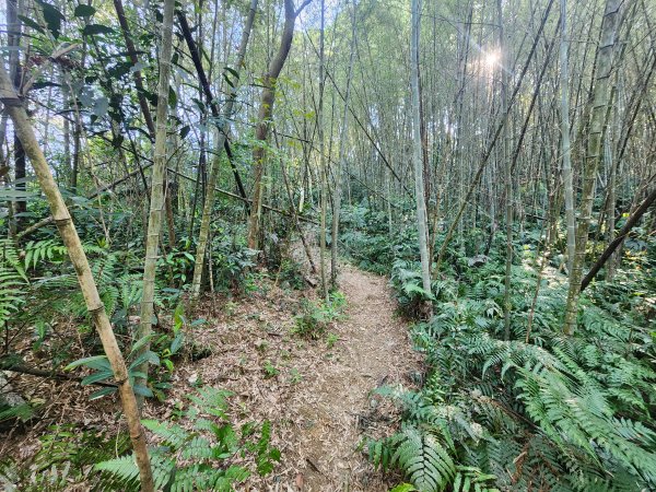 20250323慈湖草嶺山 ~ 五寮尖2781026