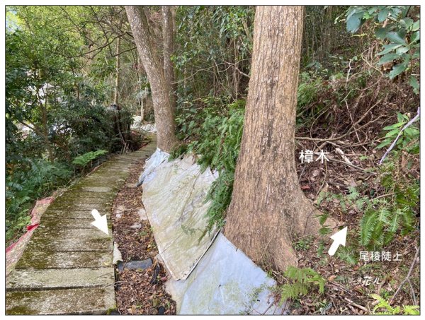 烏蛇山O型路線 (南庄)2726380