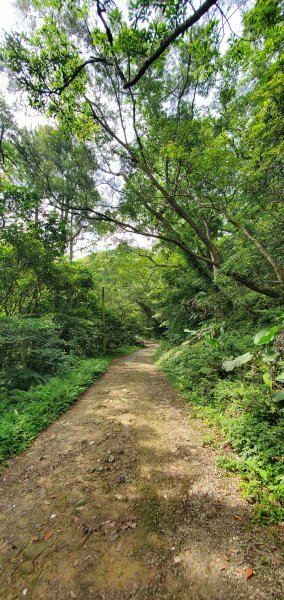 2023-06-10桃園石門山步道2177575