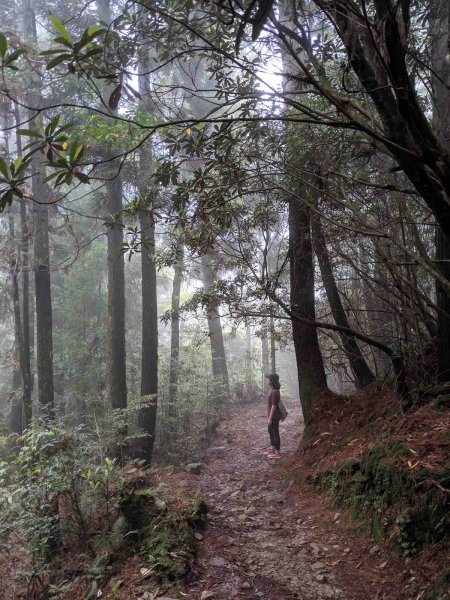 觀霧榛山登山步道912664