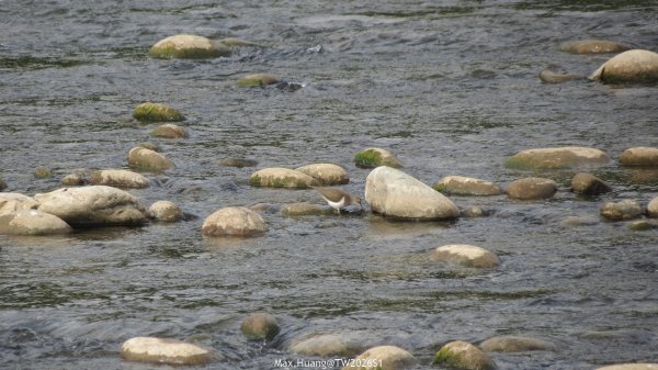 《台中》冬日暖陽｜筏子溪門戶迎賓水岸廊道健行賞鳥202601182983620