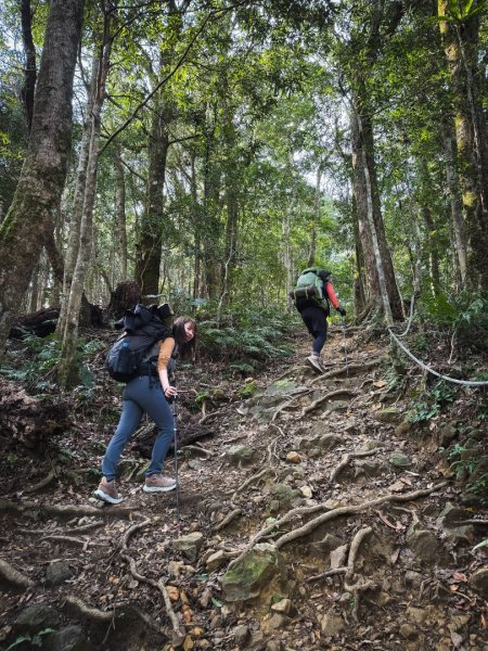 高島P型縱走-夢幻的杉林營地3012435