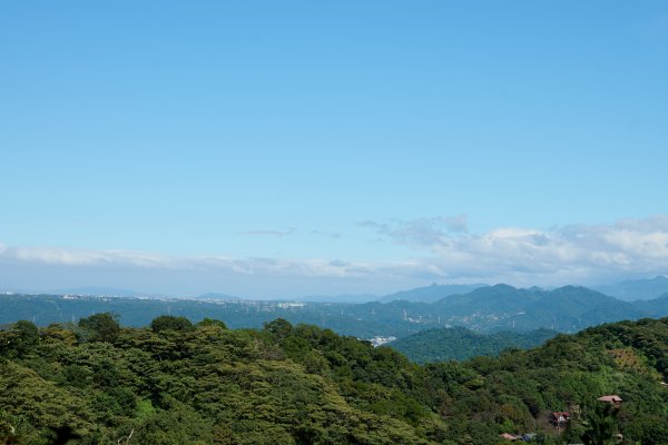 飛鳳山步道 (代勸堂上竹林路下)1886072