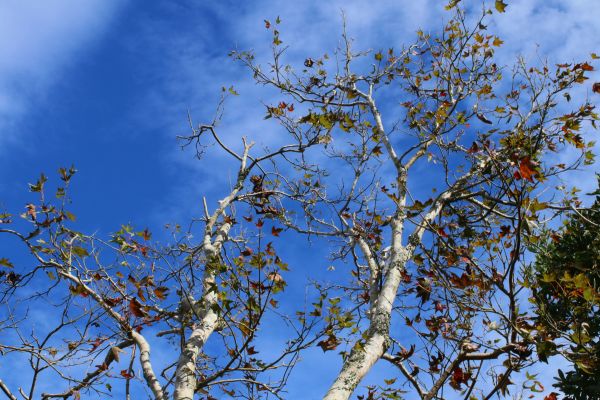 馬那邦山之行封面