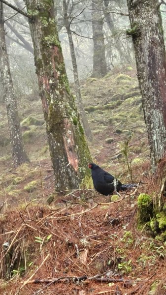 20250319～20嘉明湖國家步道🥶🥶🥶殘念😭2739792